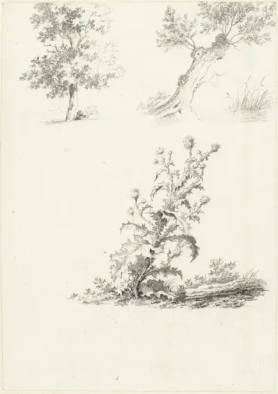 Twee studies van een boom en een distel