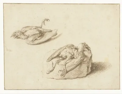 Twee studies van een dood vogeltje