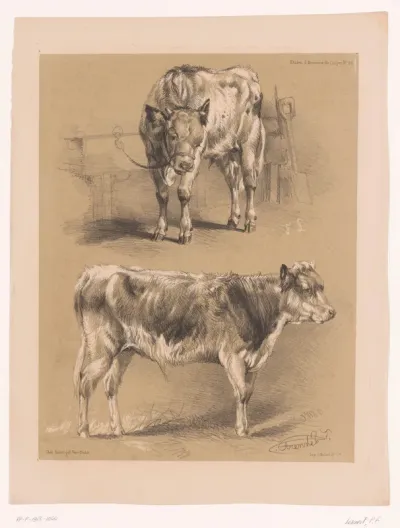 Twee studies van een rund