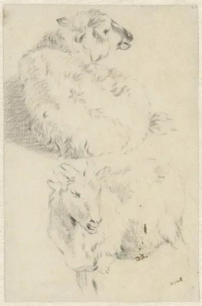 Twee studies van een schaap