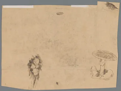 Twee studies van paddestoelen
