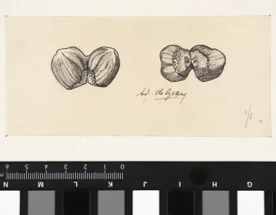 Twee studies van twee vergroeide hazelnoten