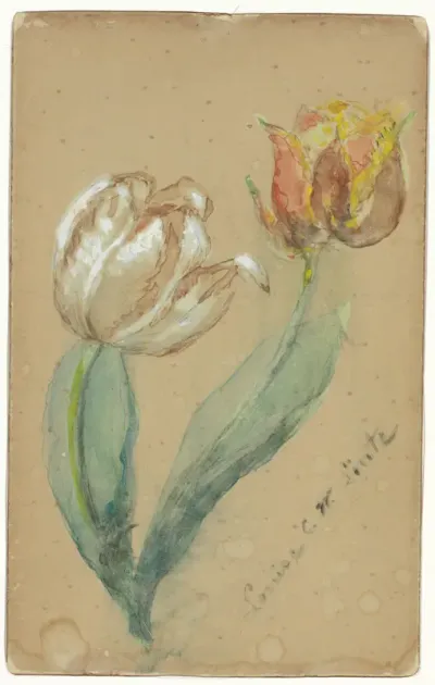 Twee tulpen