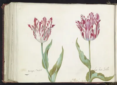 Twee tulpen
