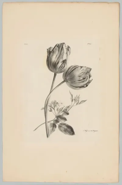 Twee tulpen en andere bloem