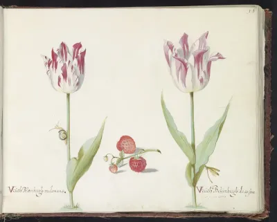 Twee tulpen met aardbeien en slak