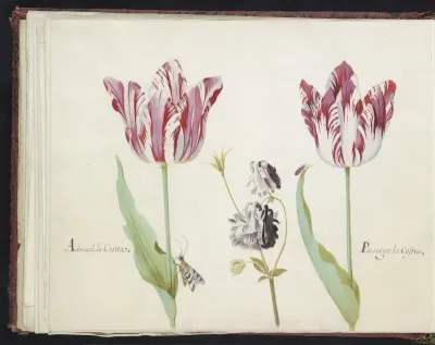Twee tulpen met akelei, nachtvlinder en kever
