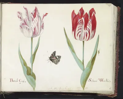 Twee tulpen met atalanta en krekel