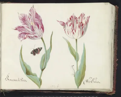 Twee tulpen met atalanta en rups