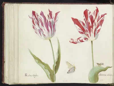 Twee tulpen met dag- en nachtvlinder