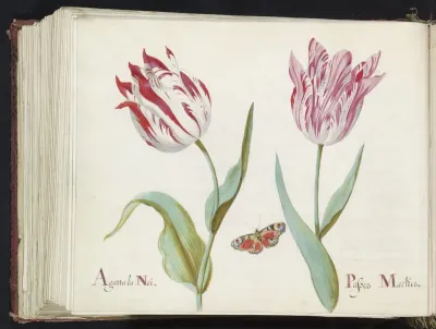 Twee tulpen met dagpauwooog
