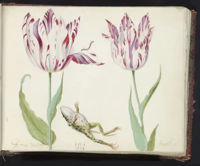 Twee tulpen met dode kiker en rups