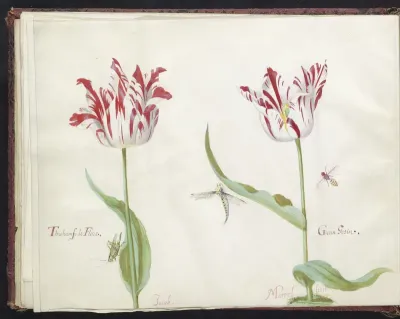 Twee tulpen met drie insecten