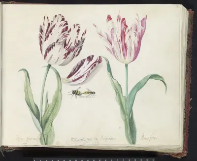 Twee tulpen met hommel en wesp