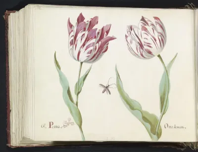 Twee tulpen met insect