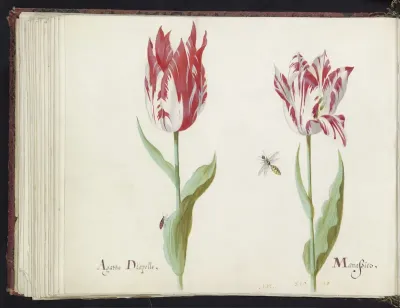 Twee tulpen met kever en wesp
