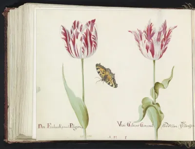 Twee tulpen met kleine vos