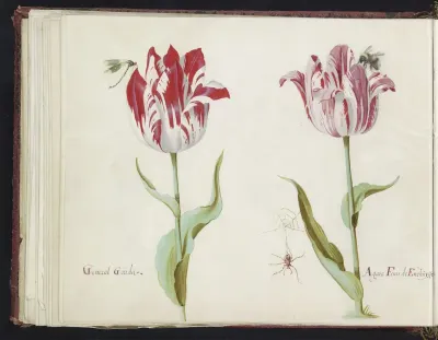 Twee tulpen met libelle, spin en hommel