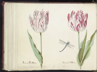 Twee tulpen met libelle