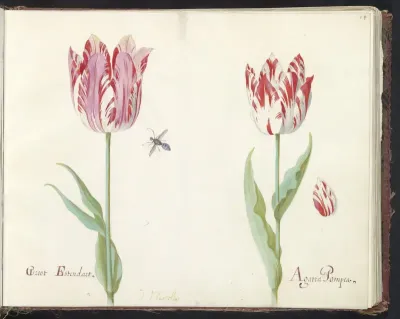 Twee tulpen met los tulpenblad en vlieg