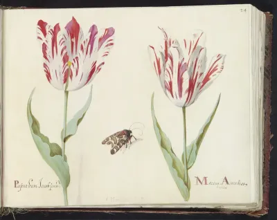 Twee tulpen met nachtvlinder
