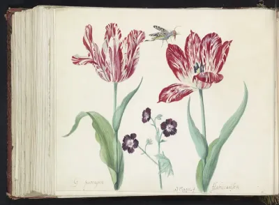 Twee tulpen met ooievaarsbek en insect