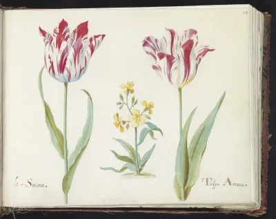 Twee tulpen met plant uit de kruisbloemenfamilie