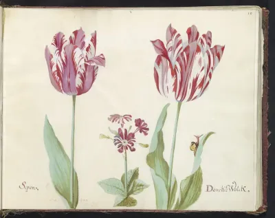 Twee tulpen met primula en slak