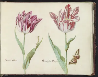 Twee tulpen met rups en vlinder