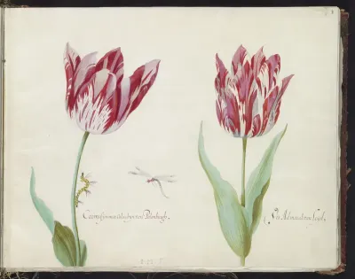 Twee tulpen met rups en waterjuffer