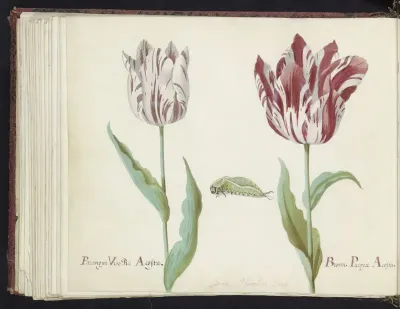 Twee tulpen met rups