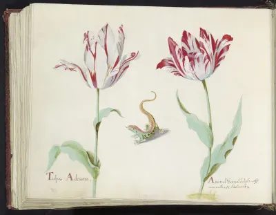 Twee tulpen met salamander