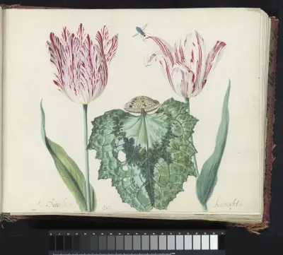 Twee tulpen met schelp en groot blad