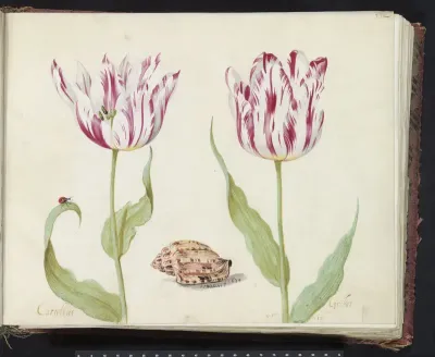 Twee tulpen met schelp en lieveheersbeestje