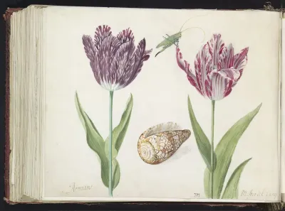 Twee tulpen met schelp en sprinkhaan