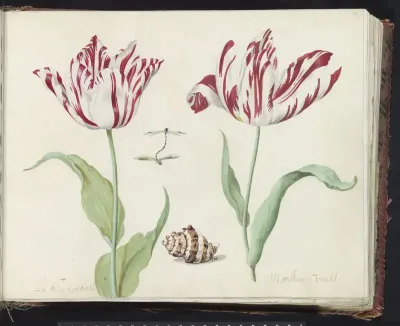 Twee tulpen met schelp en stel parende waterjuffers