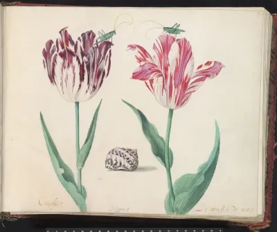 Twee tulpen met schelp en twee krekels
