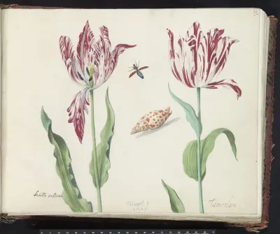 Twee tulpen met schelp en vliegende kever