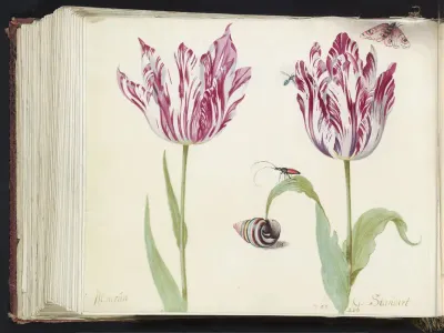Twee tulpen met schelp, kever, vlieg en vlinder