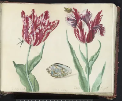 Twee tulpen met schelp, vlinder en vlieg