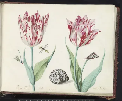 Twee tulpen met slak, nachtvlinder en twee insecten
