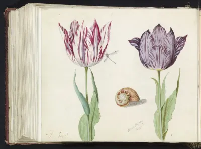 Twee tulpen met slakkenhuis en waterjuffer