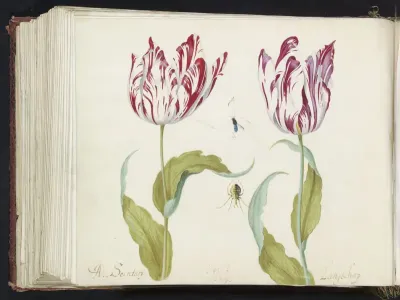Twee tulpen met spin en vlieg in spinnenweb
