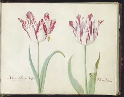 Twee tulpen met sprinkhaan en lieveheersbeestje