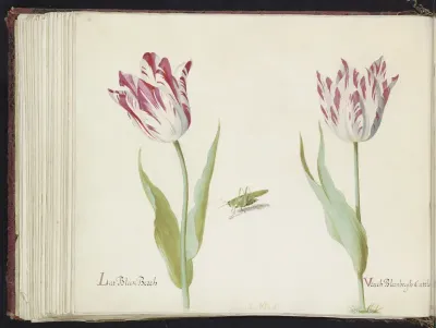 Twee tulpen met sprinkhaan