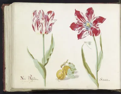 Twee tulpen met twee gele vruchten