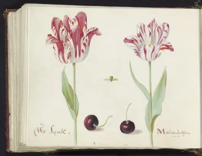 Twee tulpen met twee kersen en bij