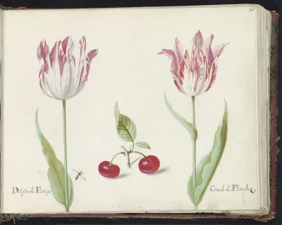 Twee tulpen met twee kersen en vlieg
