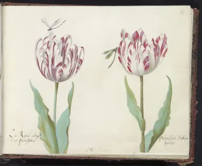 Twee tulpen met twee libellen