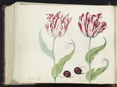 Twee tulpen met twee morellen en waterjuffer